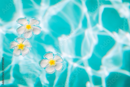 Little white plumeria flowers are in the crystal clear water, close up, background