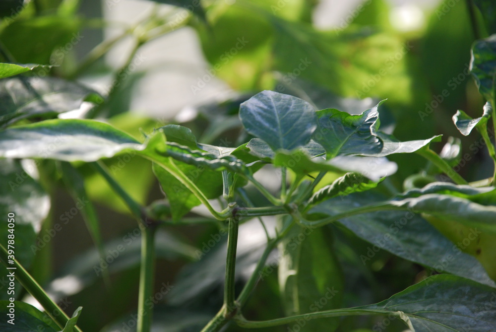 Bell pepper bushes in a greenhouse.
An autumn sunny day in a greenhouse grows bell pepper. The leaves on the bushes are green, against the background of a striped polycarbonate sheet. Bell pepper bushes in a greenhouse.
An autumn sunny day in a greenhouse grows bell pepper. The leaves on the bushes are green, against the background of a striped polycarbonate sheet.