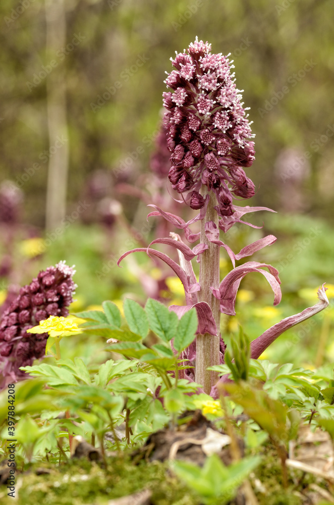 Butterbur hybrid is a useful medicinal plant.