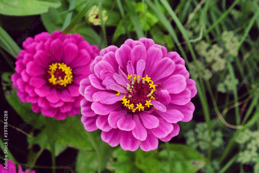 Red Common Zinnia (Zinnia elegans) 'purple prince' in flower during the summer months Red Common Zinnia (Zinnia elegans) 'purple prince' in flower during the summer months