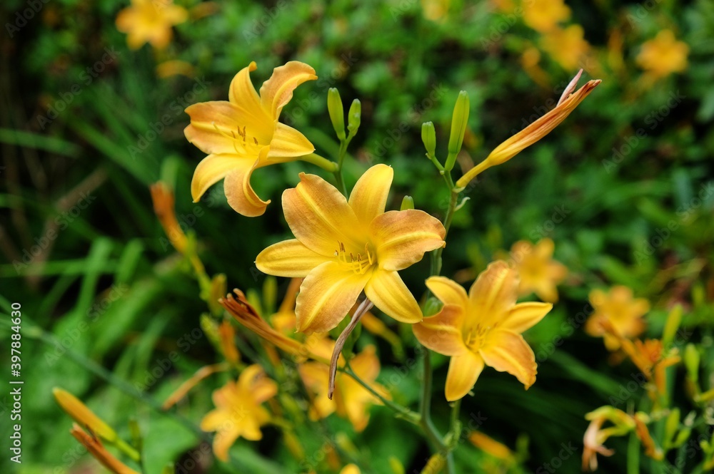 Obraz premium Hemerocallis multiflora lily in flower during the summer months