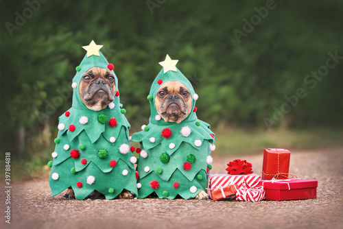 Dogs in Christmas costumes. Two French Bulldogs dresses up as funny Christmas trees with baubles next to red gift boxes photo