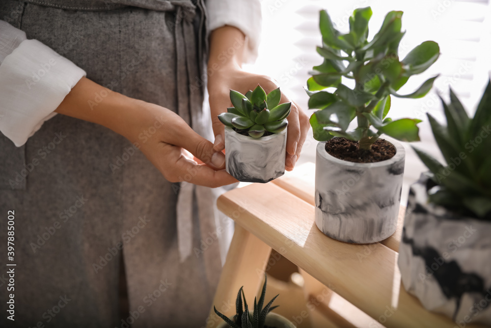 Woman with different beautiful succulents indoors, closeup Woman with different beautiful succulents indoors, closeup