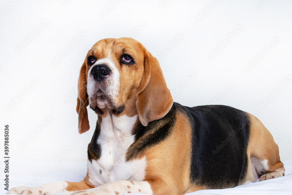 funny dog beagle lies on the bed and thinks on a gray background