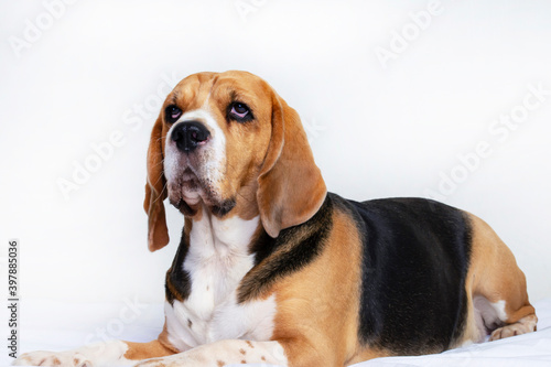funny dog beagle lies on the bed and thinks on a gray background © mikitiger