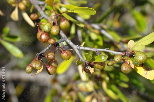 Black Hawthorn (Rhamnus lycioides)