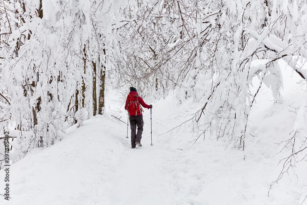 Young woman with backpack and poles walking on a winter trail in the mountains. The trail is surrounded by snow-covered trees. Rear view Young woman with backpack and poles walking on a winter trail in the mountains. The trail is surrounded by snow-covered trees. Rear view