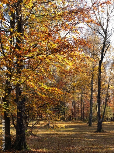 Bunter Wald im Herbst