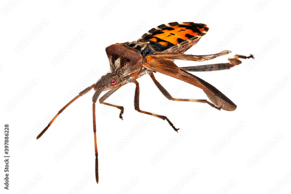 Fototapeta premium Insekt Nahaufnahme