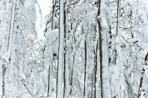 Fototapeta Naklejka Na Ścianę i Meble -  Snow-covered trees in the mountains on a cloudy day, Beskidy Mountains, Poland