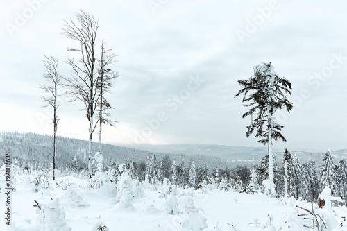 Fototapeta Naklejka Na Ścianę i Meble -  Winter panorama in the mountains. In the foreground, young trees covered with snow and ice. Beskidy Mountains, Poland