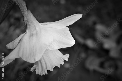Black and white daffodil flower in the garden