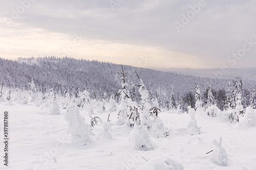 Fototapeta Naklejka Na Ścianę i Meble -  Winter panorama in the mountains. In the foreground, young trees covered with snow and ice. Beskidy Mountains, Poland