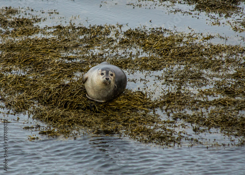 A seal in Iceland while relaxing on a rock and looking at you photo