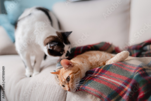 black and white cat licks the ear of a brown tabby cat lying on a colorful blanket