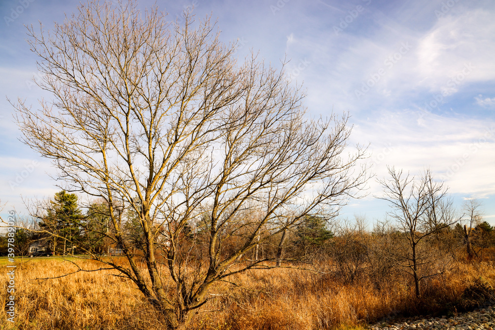 bare tree overlooking a swamp at sunset. blue sky with cirrus clouds mid fall golden hour