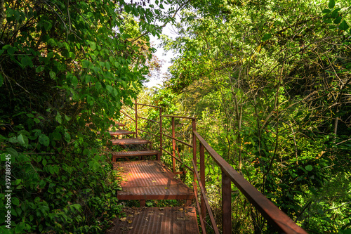 Tourist path in green forest, subtropical wood. Yew-boxwood grove, Sochi National Park, Krasnodar Territory, Russia © amixstudio