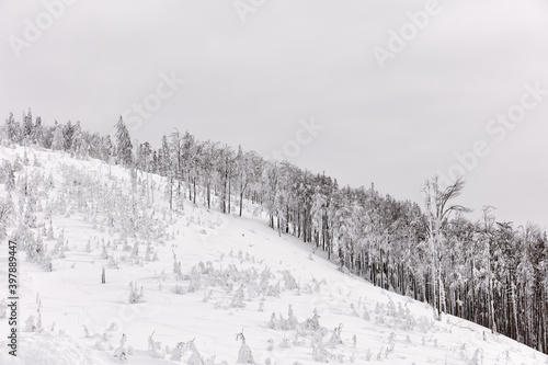 Snow-covered forest in the mountains on a cloudy day, Beskidy Mountains, Poland © Artur Nyk