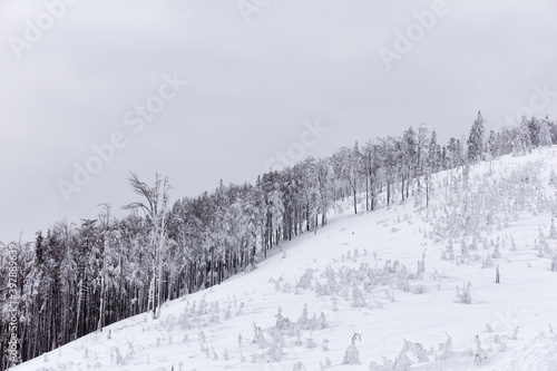 Fototapeta Naklejka Na Ścianę i Meble -  Snow-covered forest in the mountains on a cloudy day, Beskidy Mountains, Poland