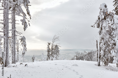 Fototapeta Naklejka Na Ścianę i Meble -  In winter, a trail in the mountains surrounded by snow-covered trees, Beskidy Mountains, Poland