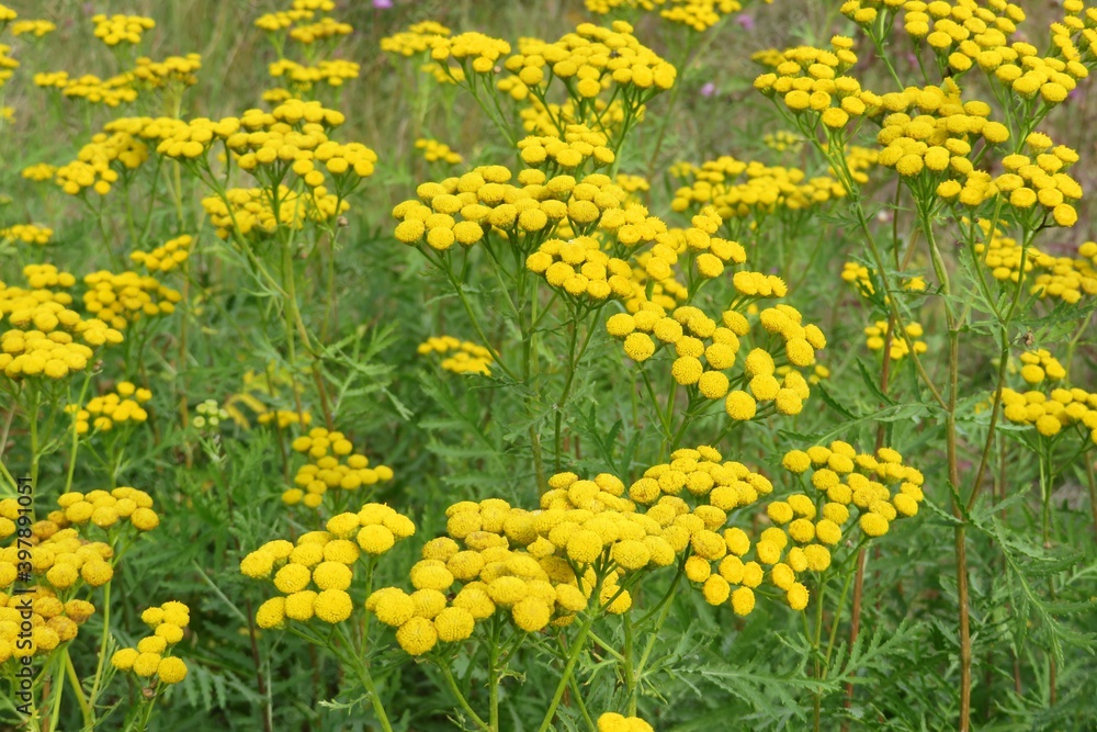 Field of yellow tansy flowers, closeup