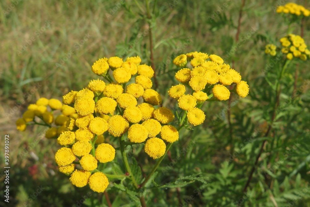 Yellow tansy flowers in the meadow, closeup Yellow tansy flowers in the meadow, closeup