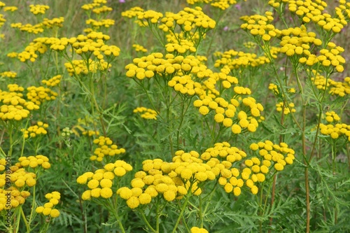 Field of yellow tansy flowers, closeup