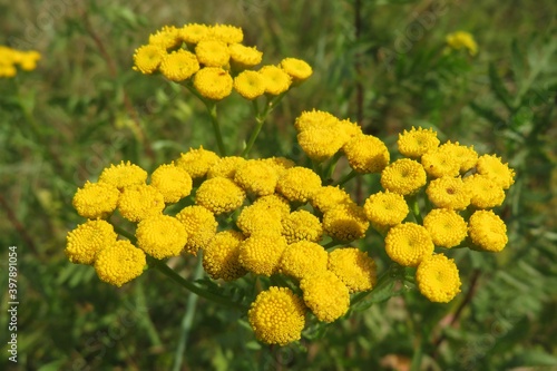 Beautiful yellow tansy flowers in the field  closeup