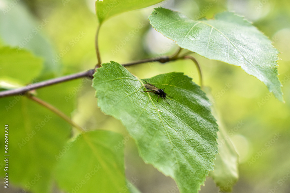 insects on a tree branch in the forest insects on a tree branch in the forest