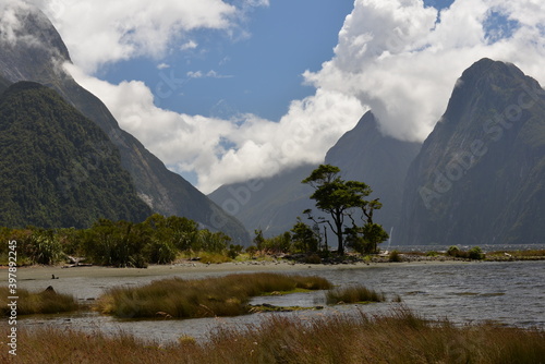 Lone tree at Milford Sound