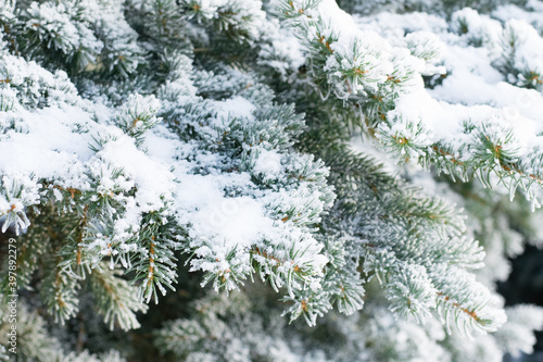 Fir tree branches under snow