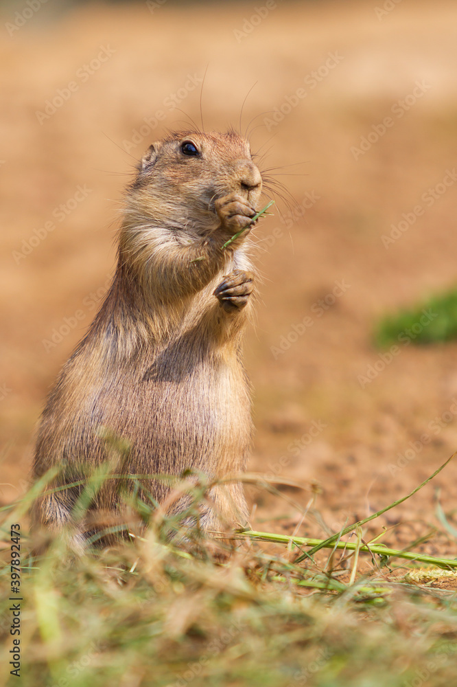Ground squirrel - Spermophilus citellus stands in a meadow and has grass in its paws. Ground squirrel - Spermophilus citellus stands in a meadow and has grass in its paws.