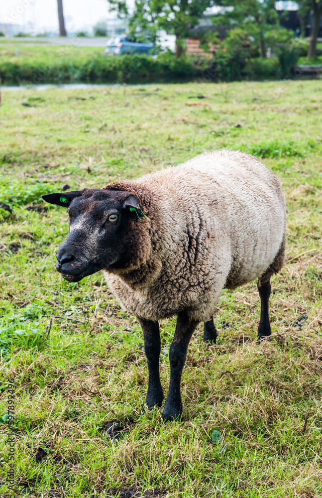 Dutch brown sheep on the grass. Sheep in Zaanse Schans. Dutch brown sheep on the grass. Sheep in Zaanse Schans.