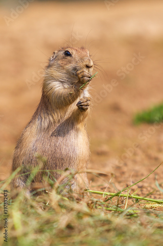 Ground squirrel - Spermophilus citellus stands in a meadow and has grass in its paws.