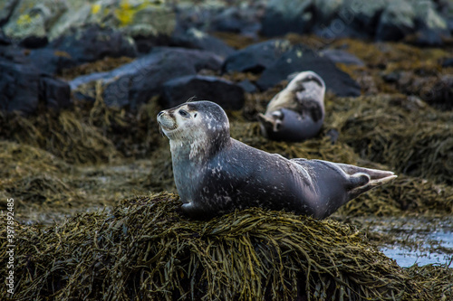 A seal in Iceland while relaxing on a rock and looking at you photo