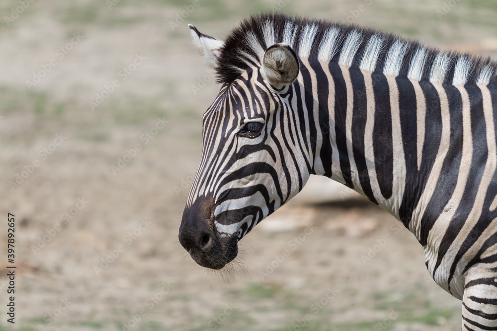 Portrait of a Zebra - Hippotigris. The background is bright. Portrait of a Zebra - Hippotigris. The background is bright.