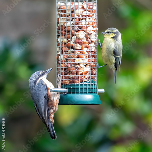 wood nuthatch and young blue tit on hanging bird feeder of peanuts