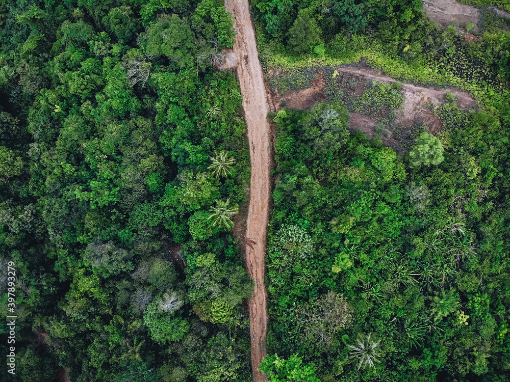 Top view of a long earthen driveway in the middle of a huge dense green forest with tall trees