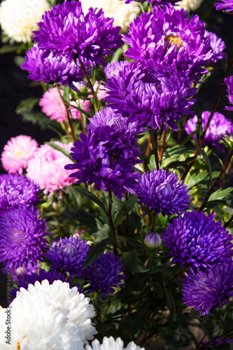 Flower card. Asters blooming in the garden close-up. Aster Holly, Terry annual. Bright purple flowers. The template for the background, packing, Wallpaper, calendar, etc. Vertical orientation