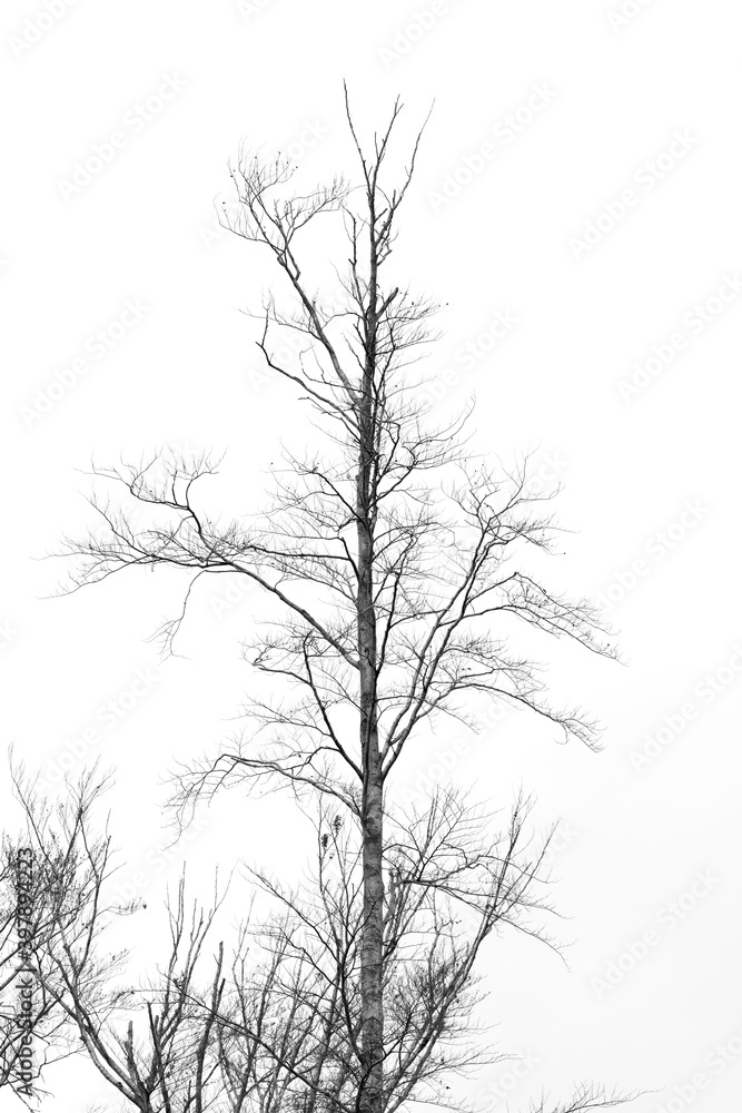 Tree silhouette. Old black tree against white sky. Tall dry tree Tree silhouette. Old black tree against white sky. Tall dry tree
