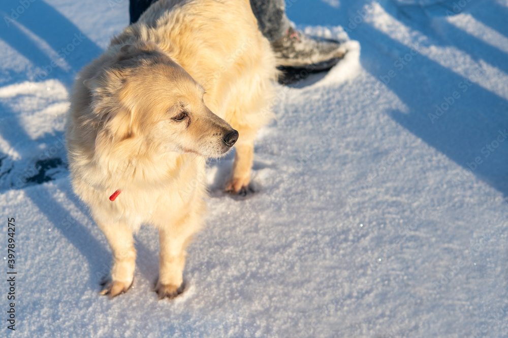 Cute golden retriever dog staing on the snow in sunset light. Cute golden retriever dog staing on the snow in sunset light.
