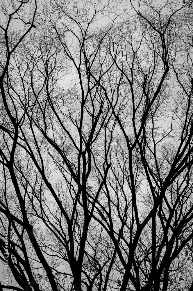 Obraz premium Tree