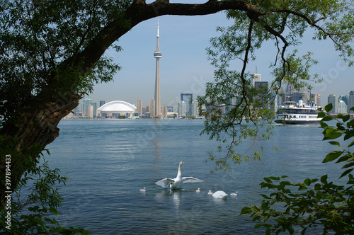 Photography Swan family ferry and Toronto skyline framed by tree
