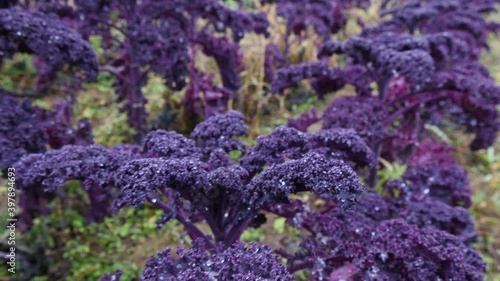 Lilac beautiful fresh kale cabbage grows in the garden