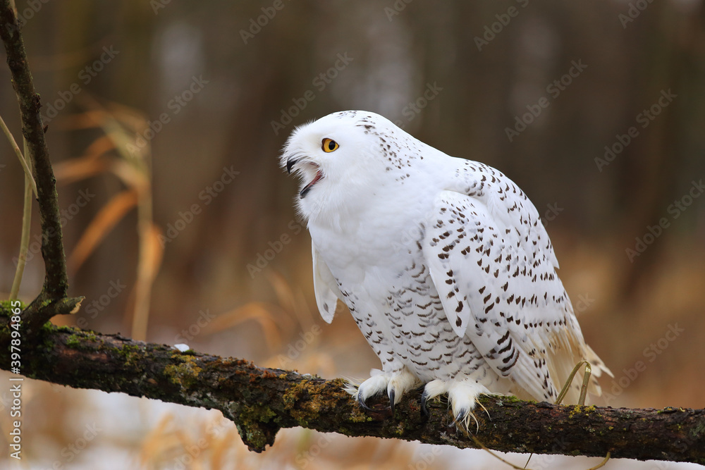 Fototapeta premium Snowy owl (Bubo scandiacus) sitting on a tree branch.