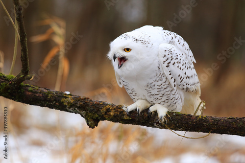 Snowy owl (Bubo scandiacus) sitting on a tree branch. © Romano72
