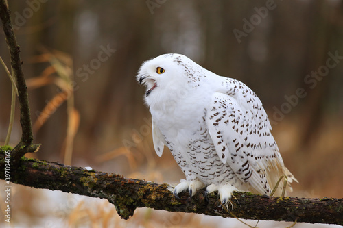 Snowy owl (Bubo scandiacus) sitting on a tree branch. © Romano72