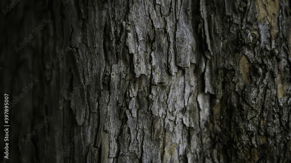 Fototapeta premium Cracked bark of the old trunk tree in autumn forest. Wooden textured background