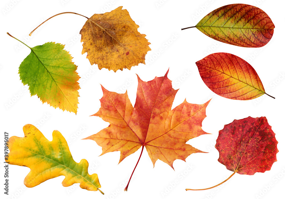 collection of autumn leaves isolated on a white background.
