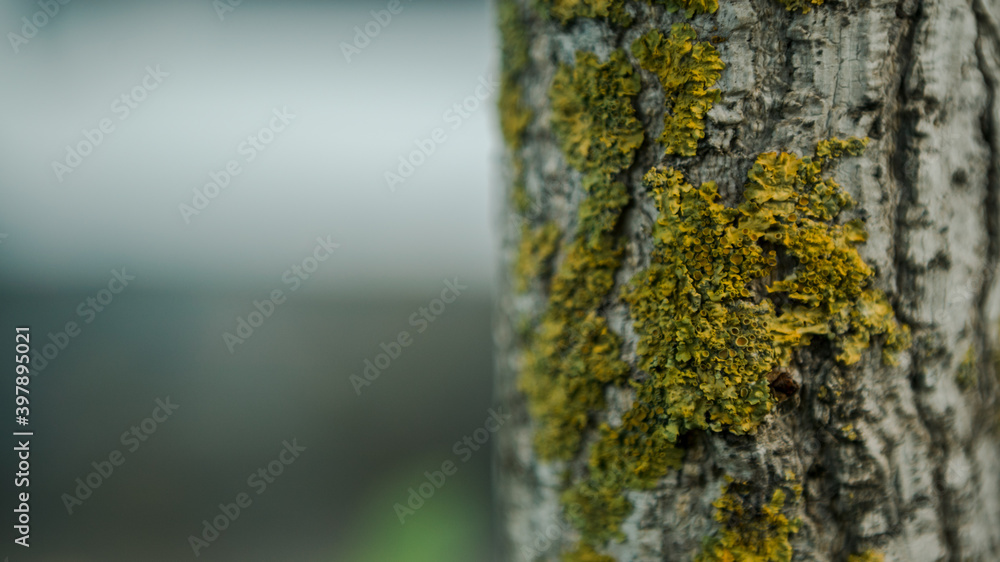 Cracked bark of the young Ginkgo Biloba tree overgrown with green moss in forest Cracked bark of the young Ginkgo Biloba tree overgrown with green moss in forest